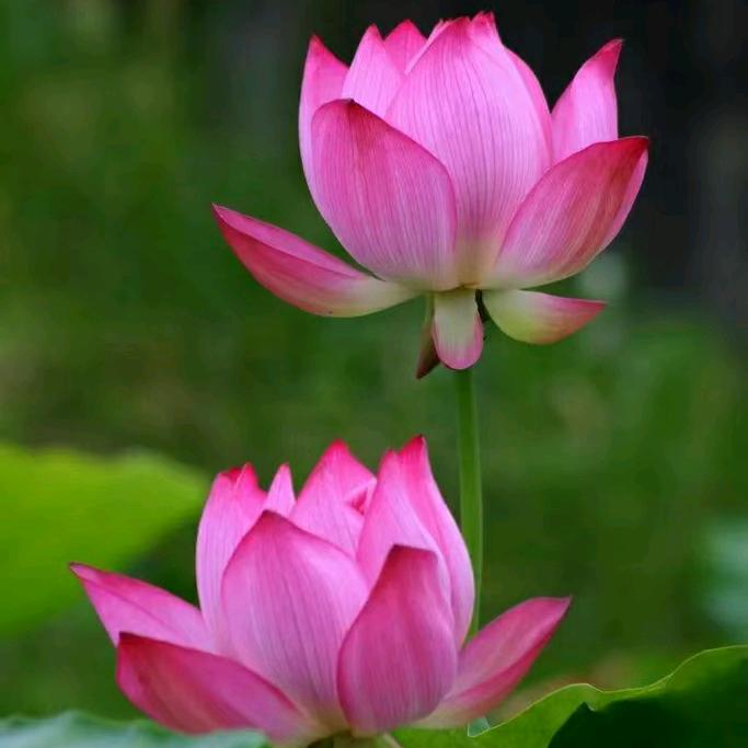 水中花