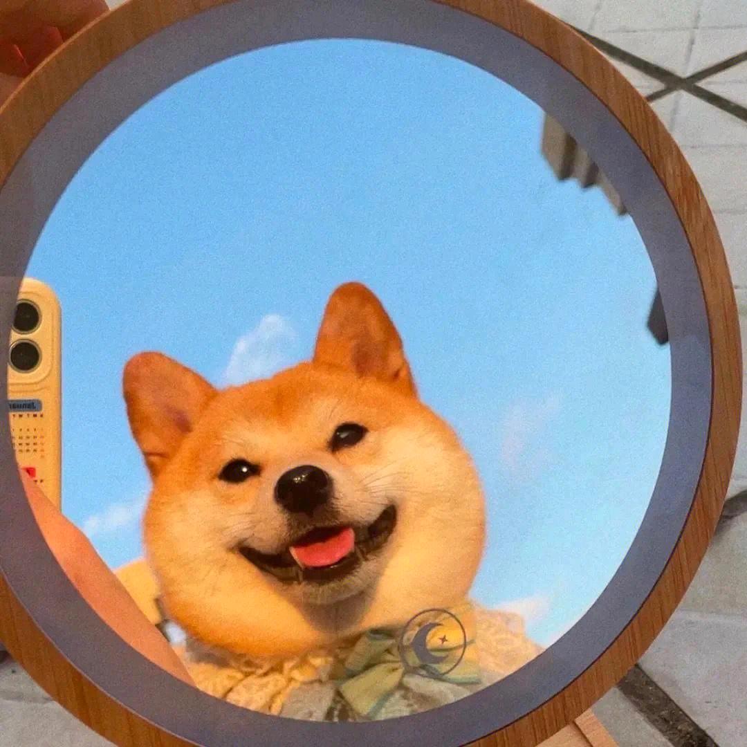 柴犬祖师爷