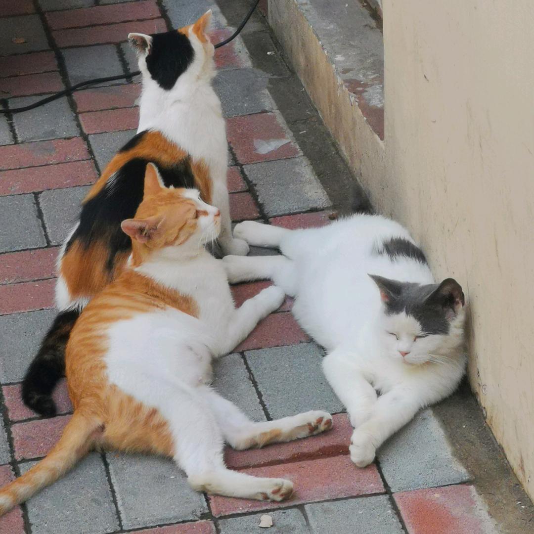 一群小猫