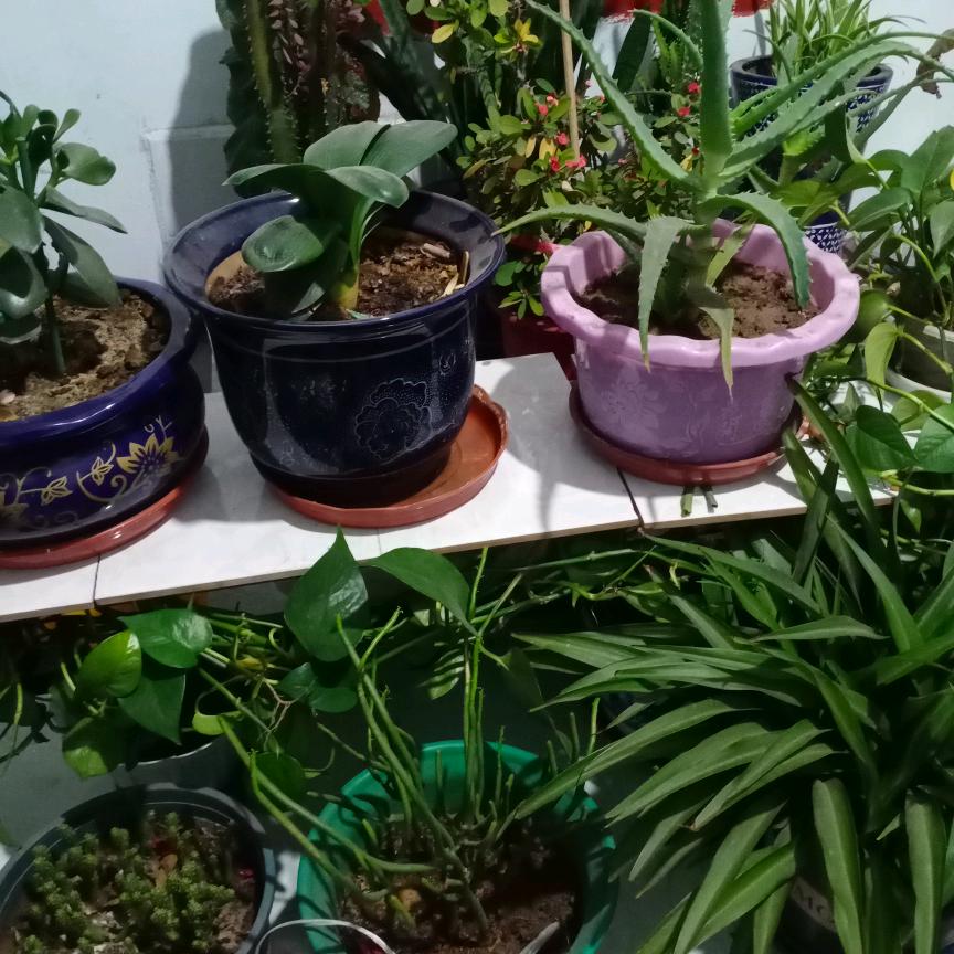 冬春夏草