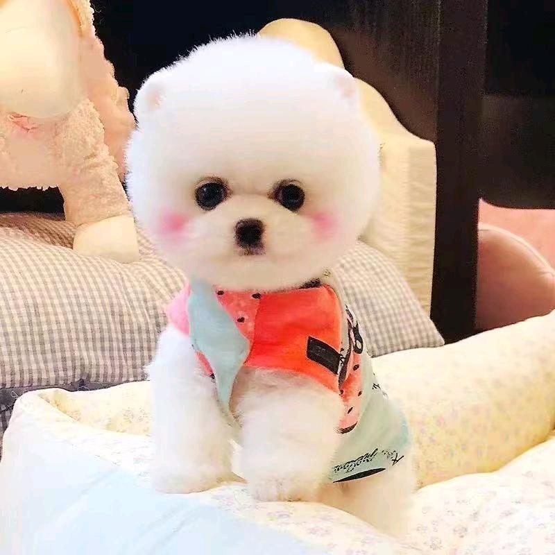 你是我的苦茶