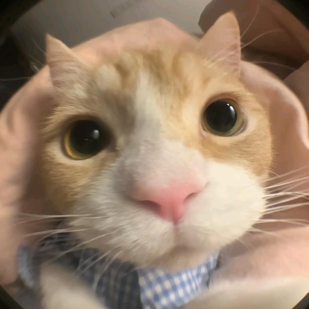 潇洒朱哥闯天下