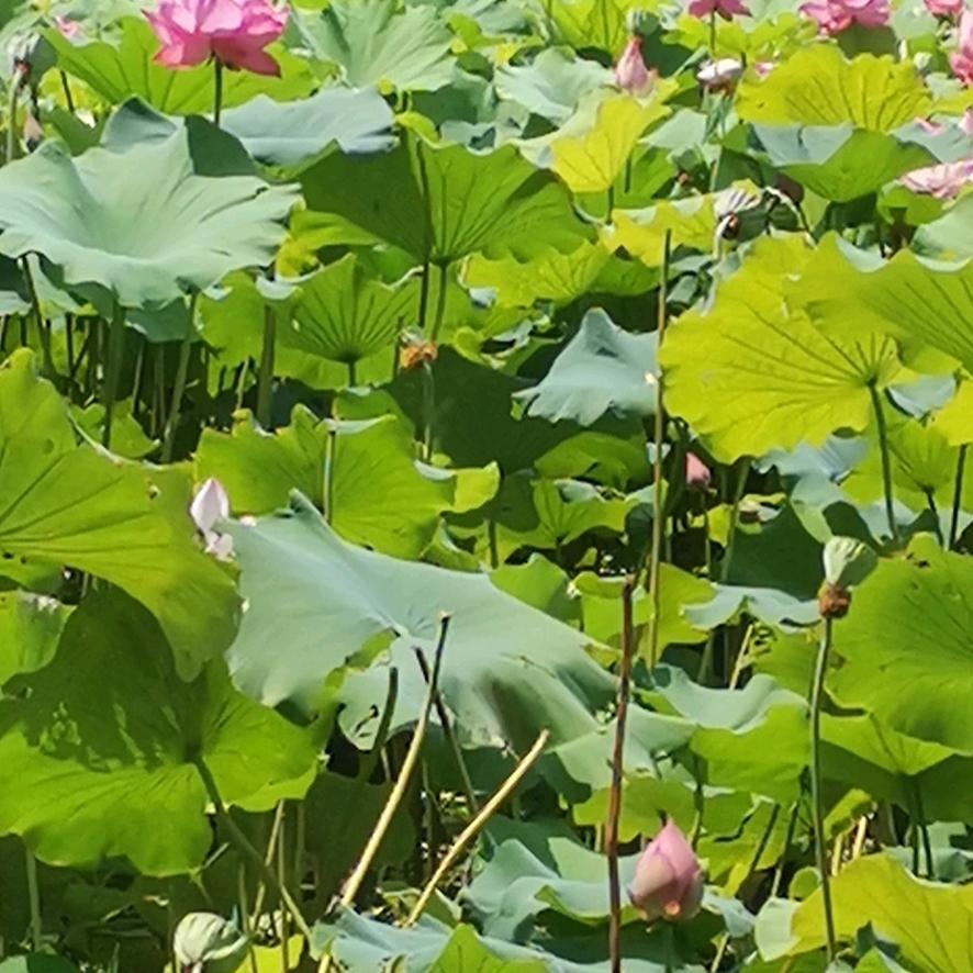 沐沐奶奶