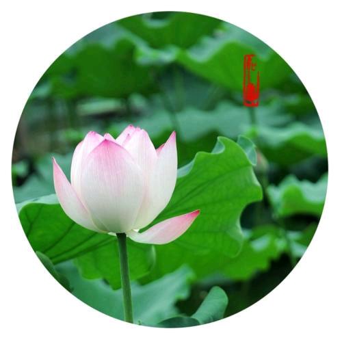 青草地