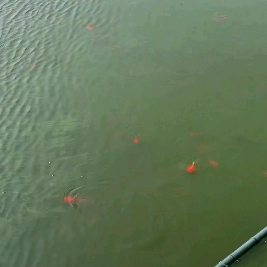 南阳湖恒养殖金鱼锦鲤基地