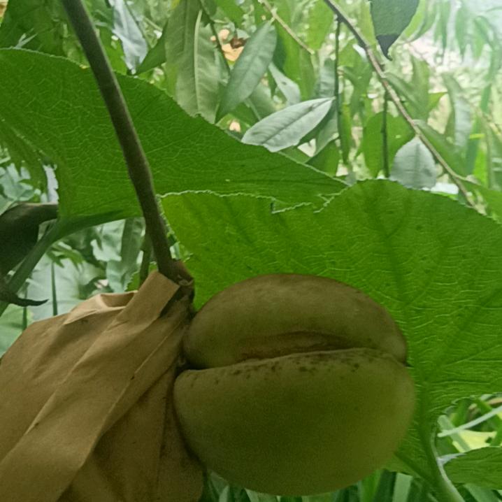 夏橙