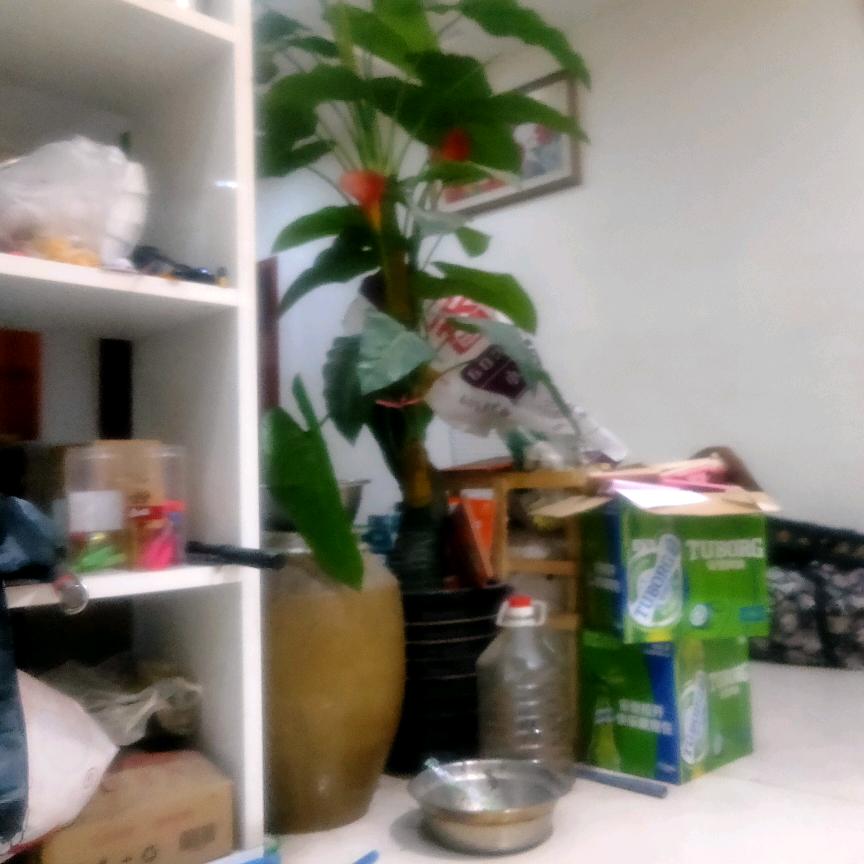 小生不才