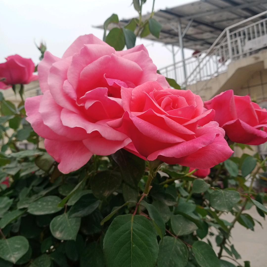 春暖花开