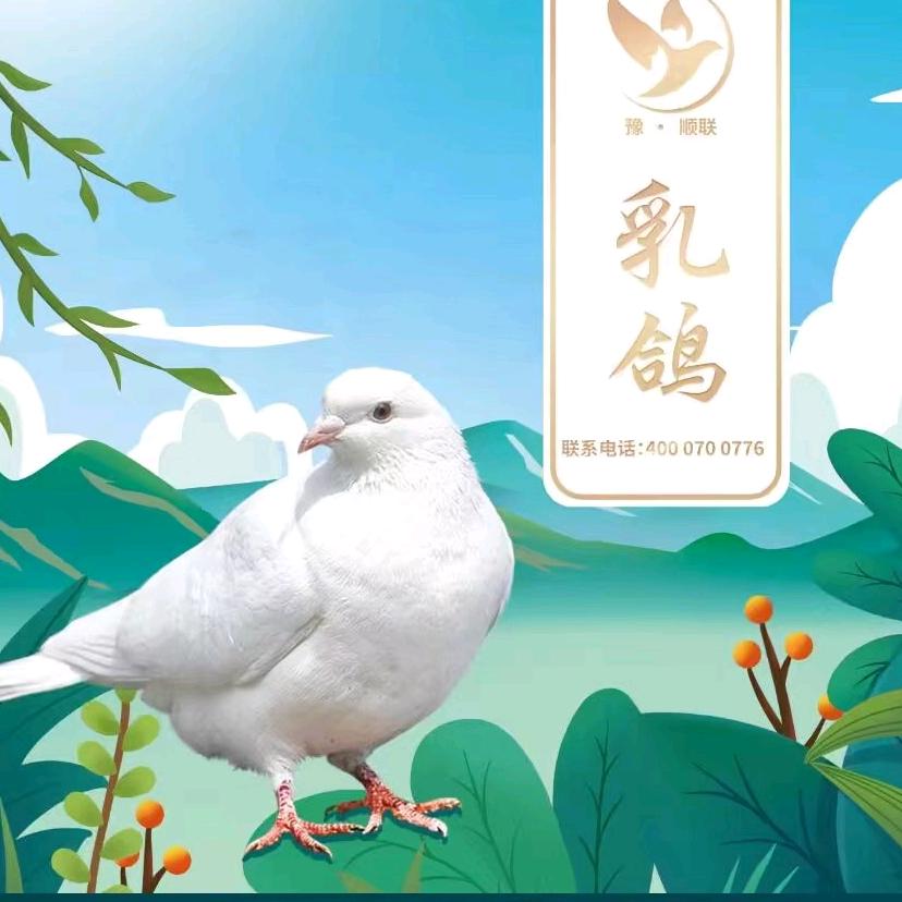 肉鸽养殖