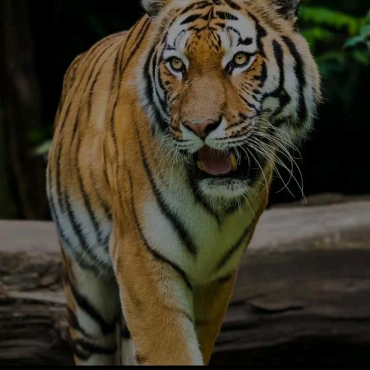 威远菜籽油大米