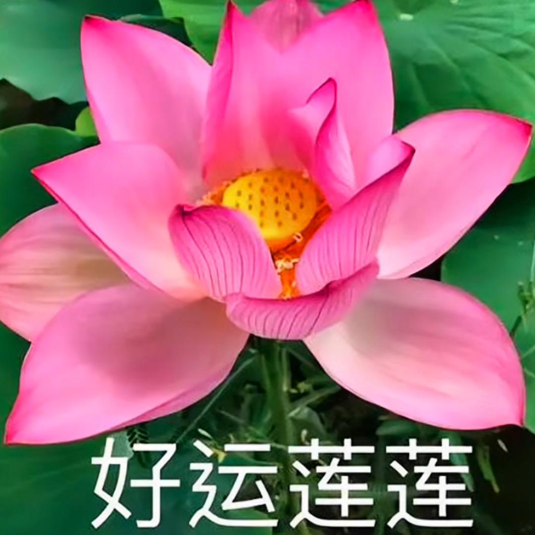 好运滚滚来之幸福人生