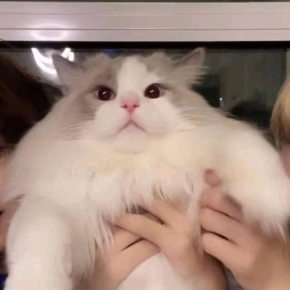 CiCi캡짱짱