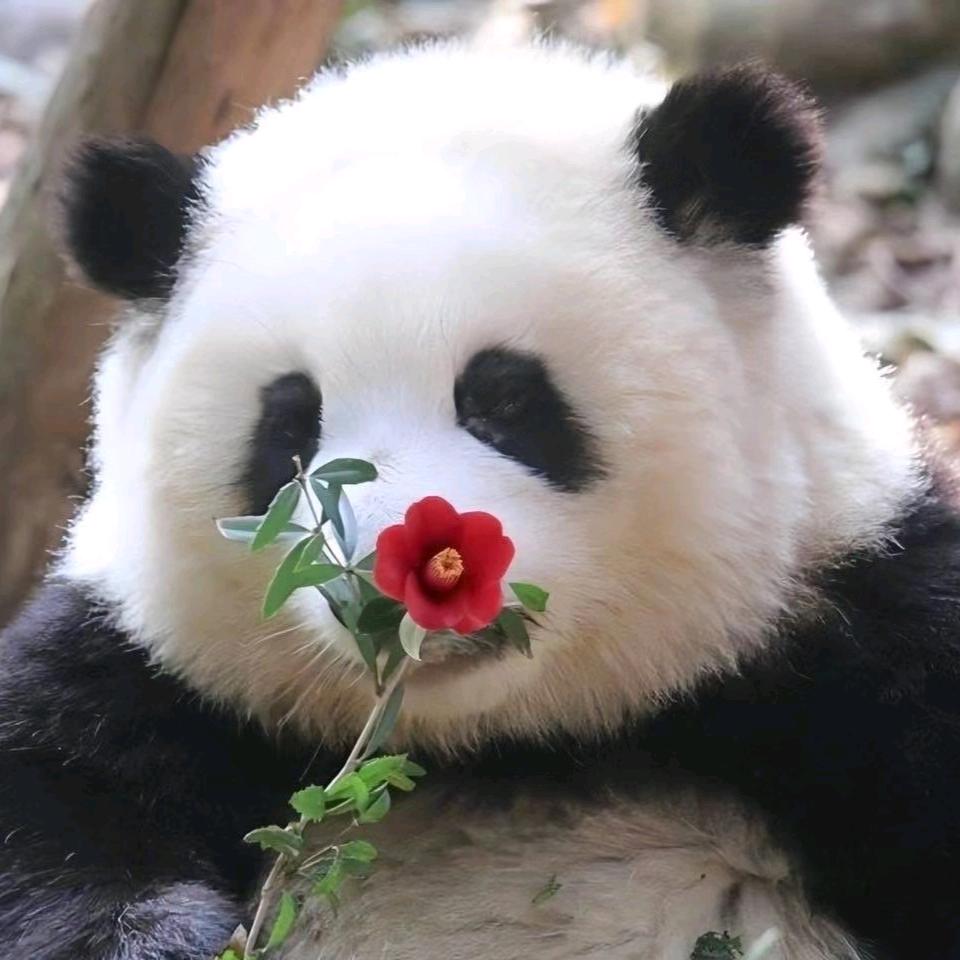 柒十柒
