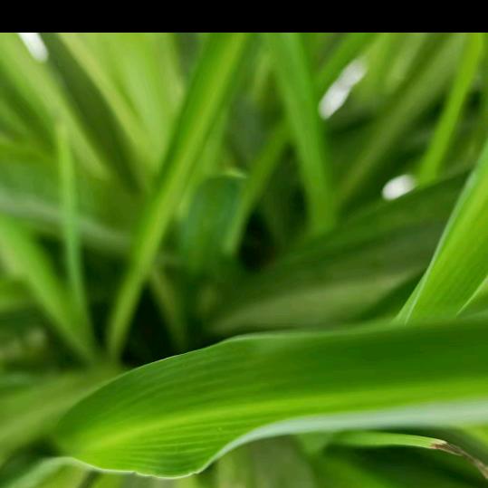 小草