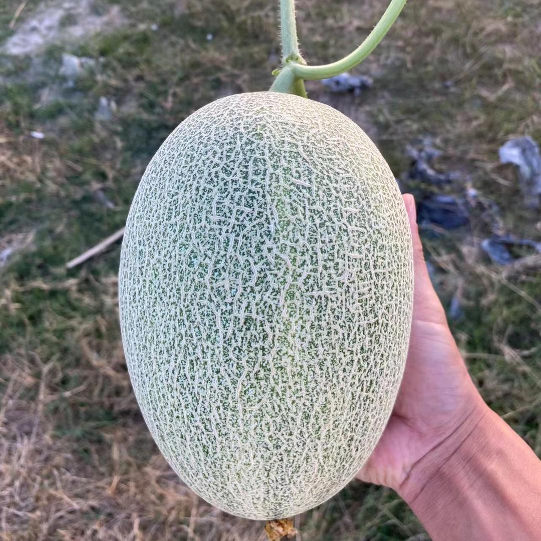 成都雨润水果市场哈密瓜代卖