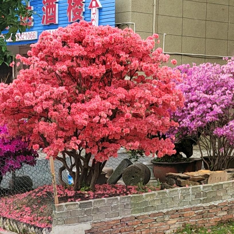 花的世界。