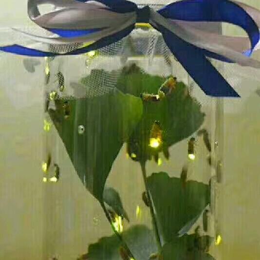 婷婷萤火虫养殖基地