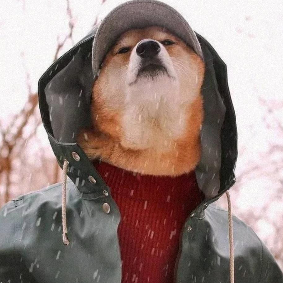阿狗
