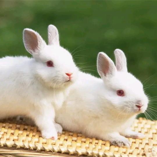 贰兔🐰🐰