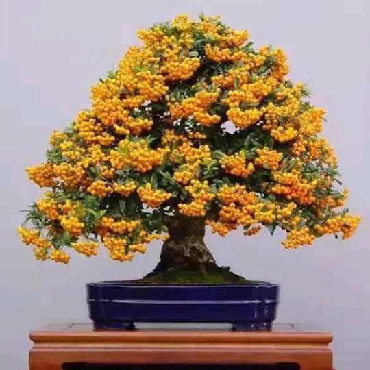 笑看人生--往事如梦