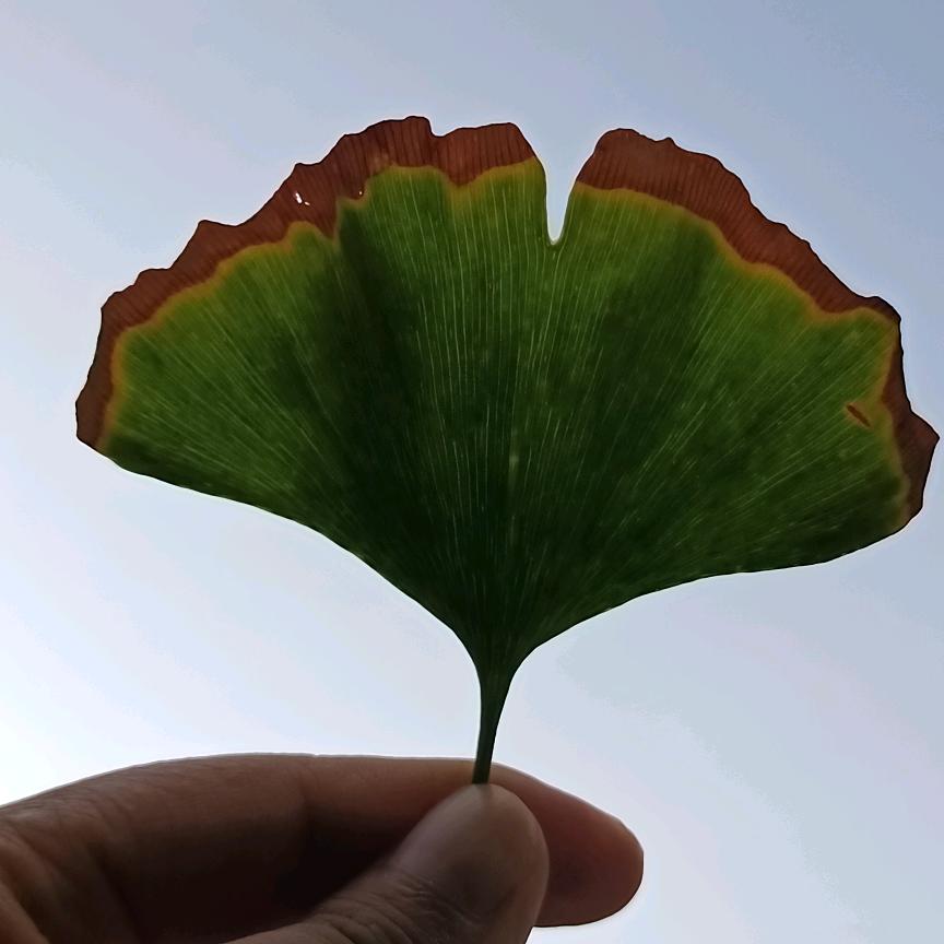 小小物得理