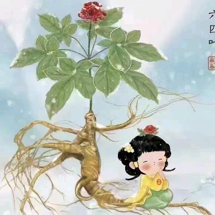 羽妹长白山人参泡酒养生
