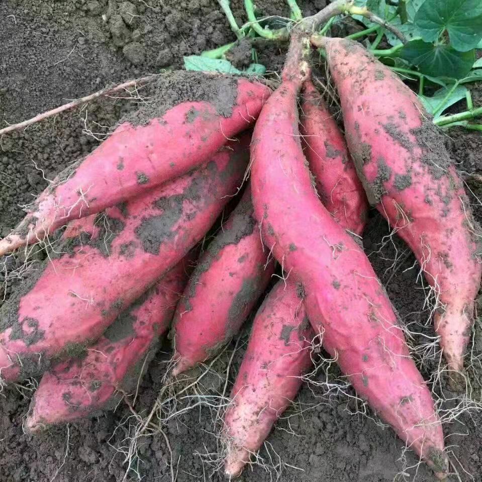 天中蜜薯