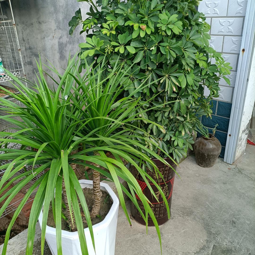 招财进宝