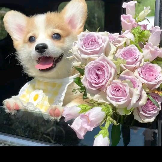 爆米花