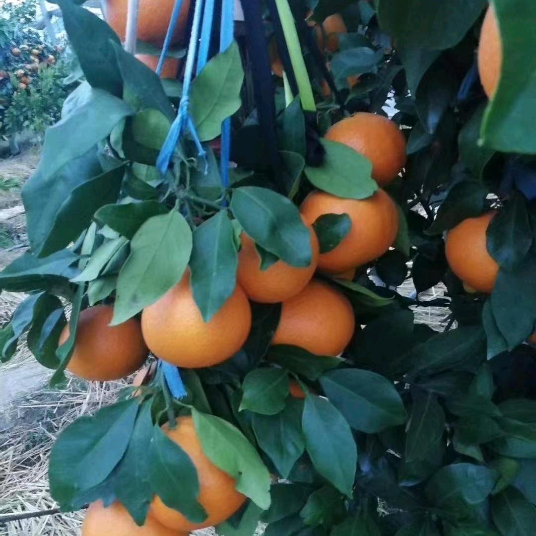 农鲜人（招代理）