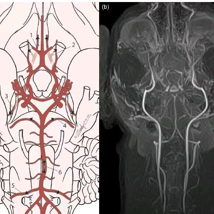宠物医生谢博士