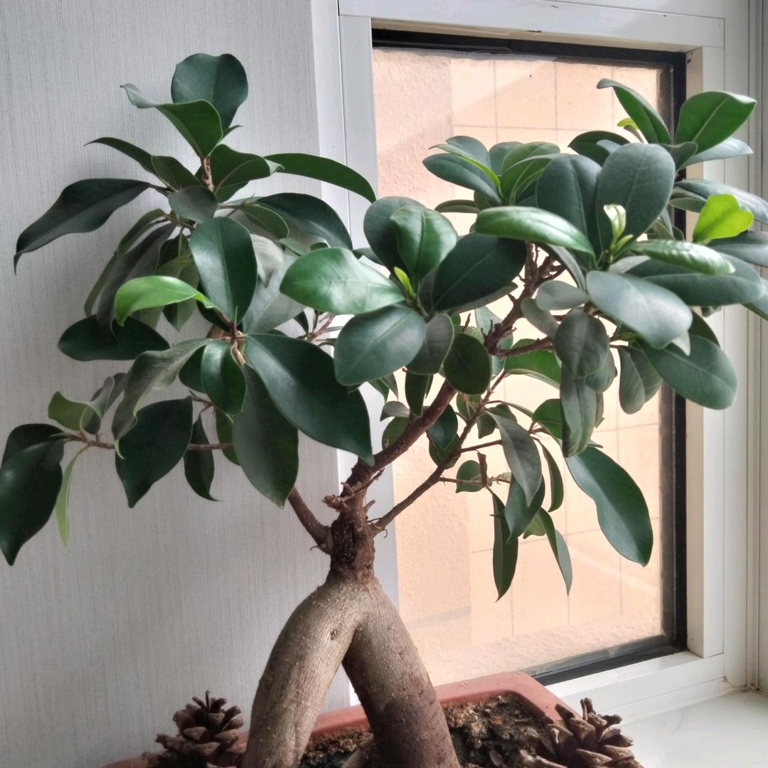 幸福人