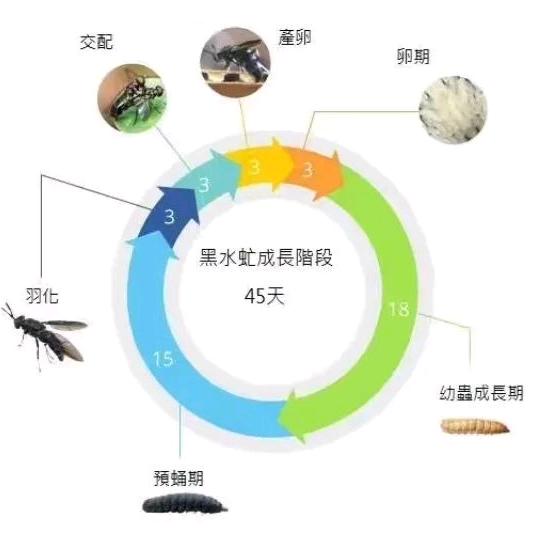 黑水虻凤凰虫养殖强仔