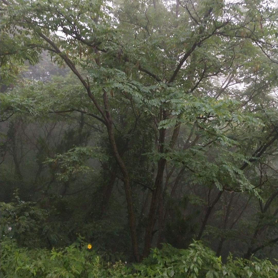 烟雨