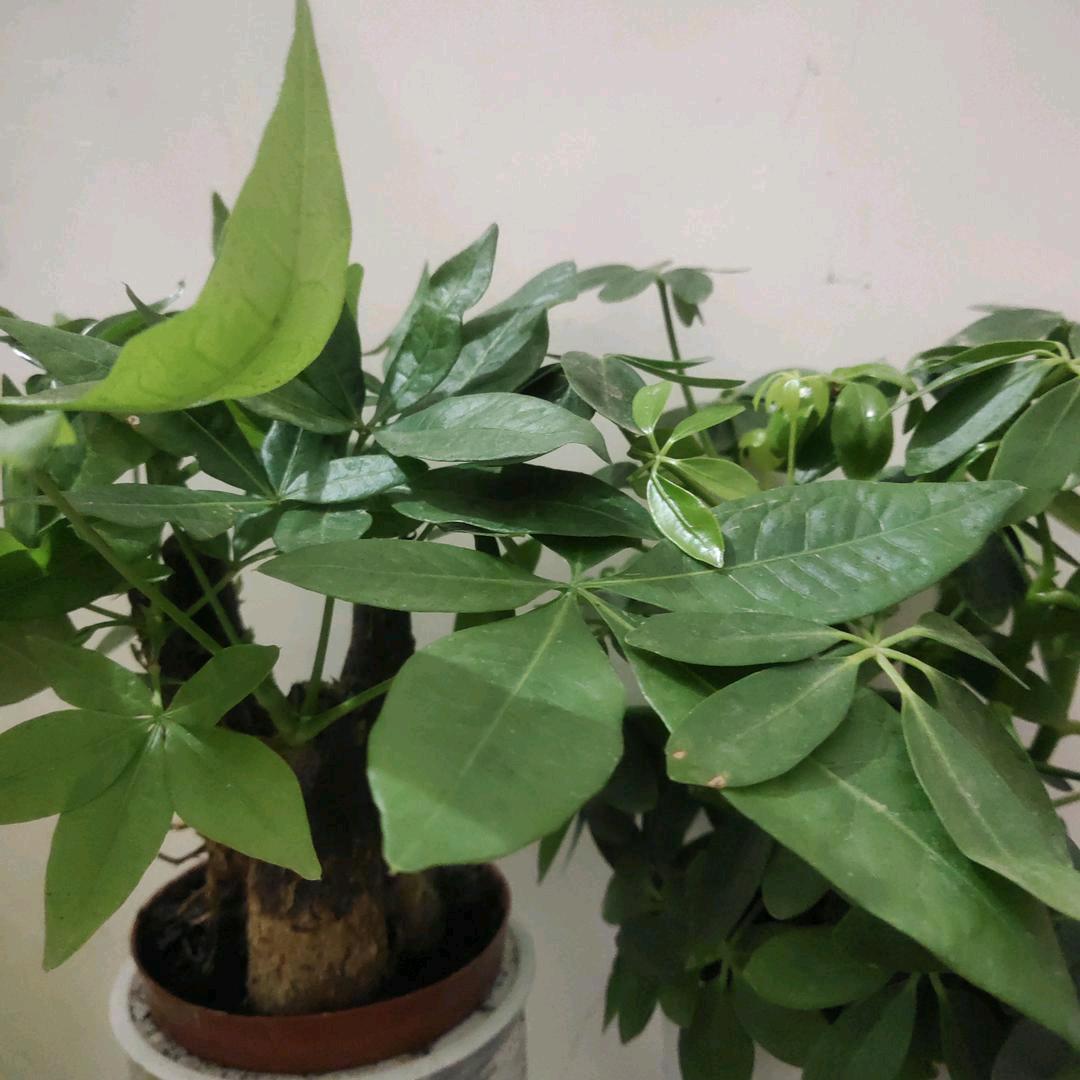 梦欣