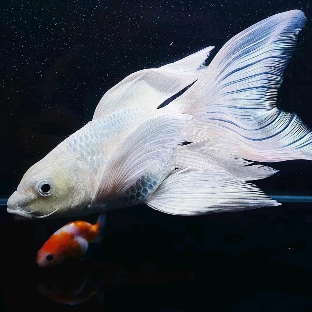 润发水族