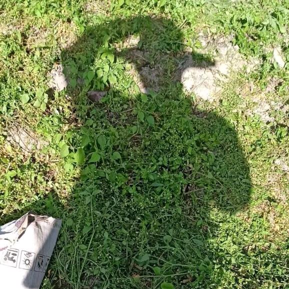 羊村你喜哥