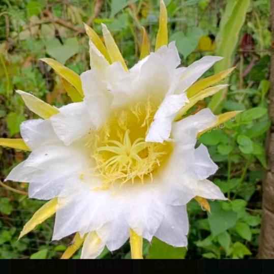 ღ᭄沉默ꦿ꯭事金꧔ꦿ᭄࿐