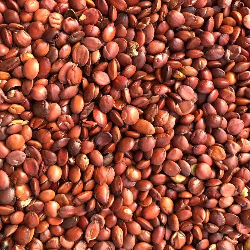 内丘段立杰酸枣仁