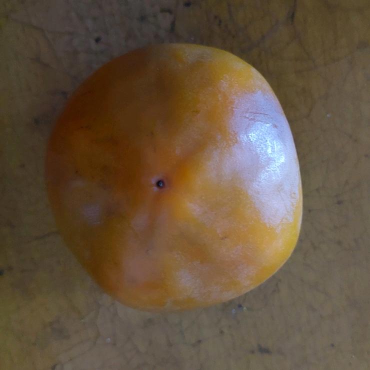 好柿发生啦啦啦