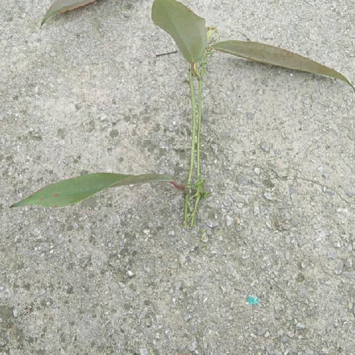 我是中草药,谢