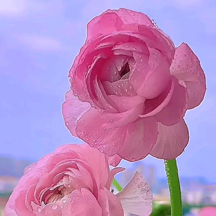 枫桦