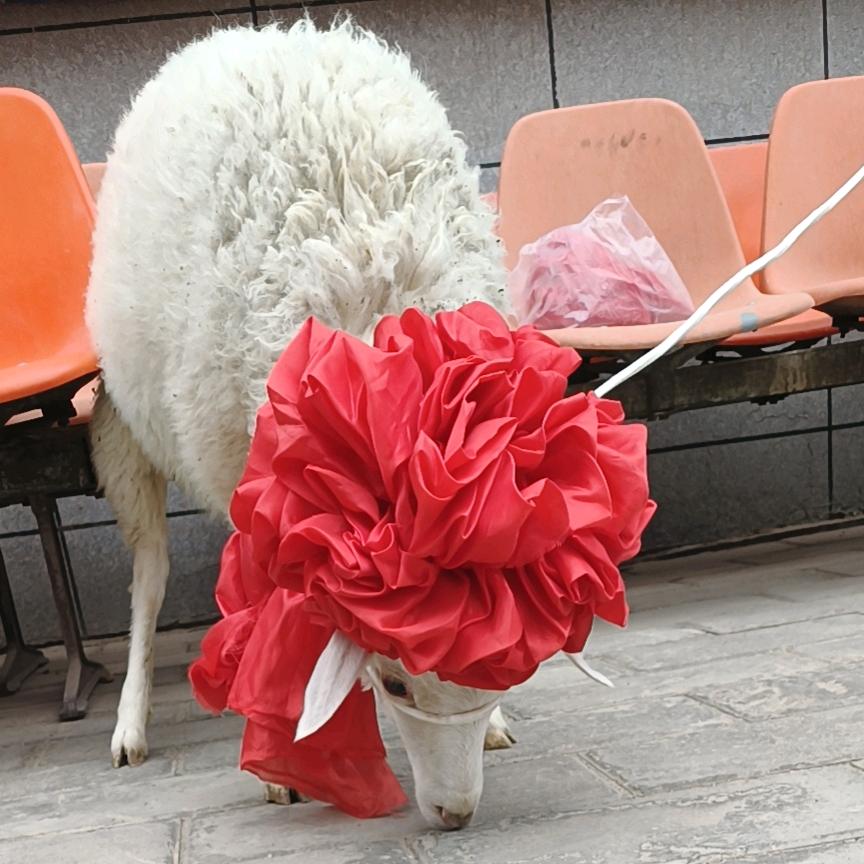小亮的