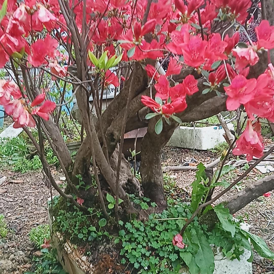 一鸣惊人