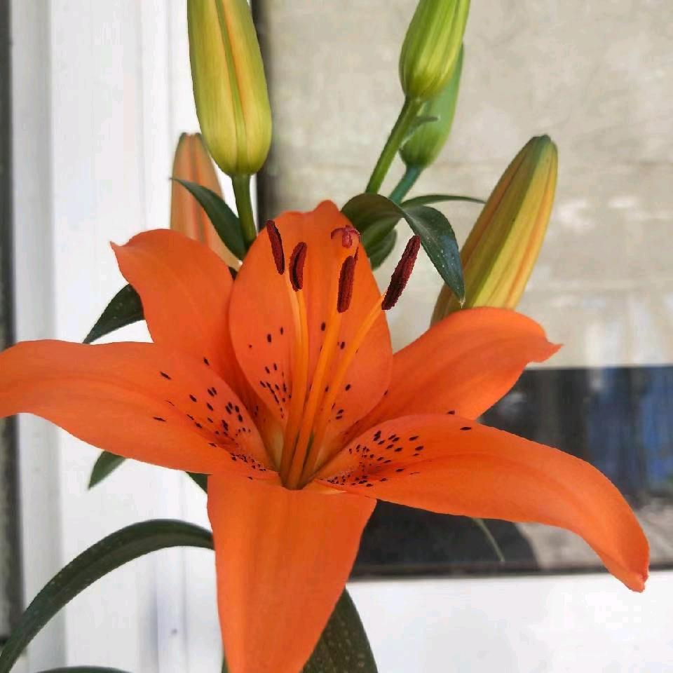 坏心眼的乖乖女