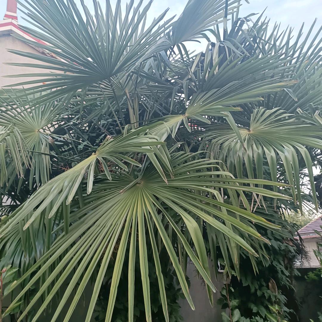 天恩（我）