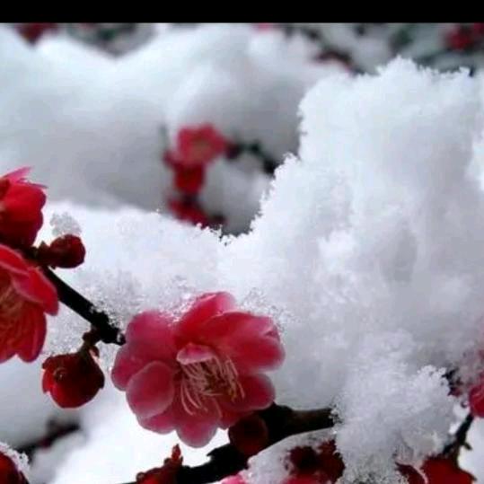 雪里梅花