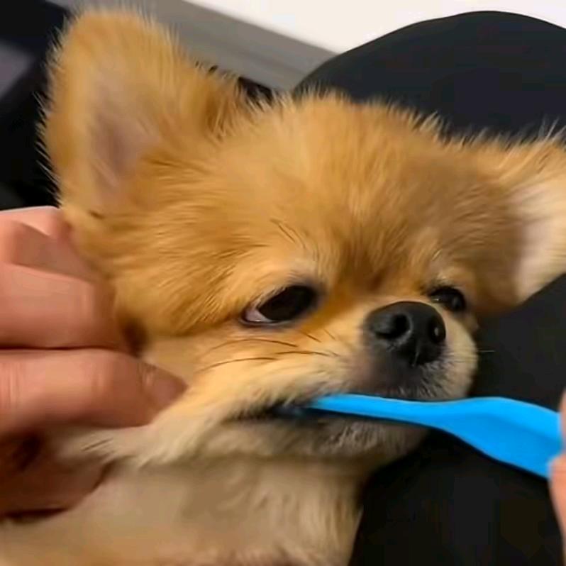 苕粉皮子好吃