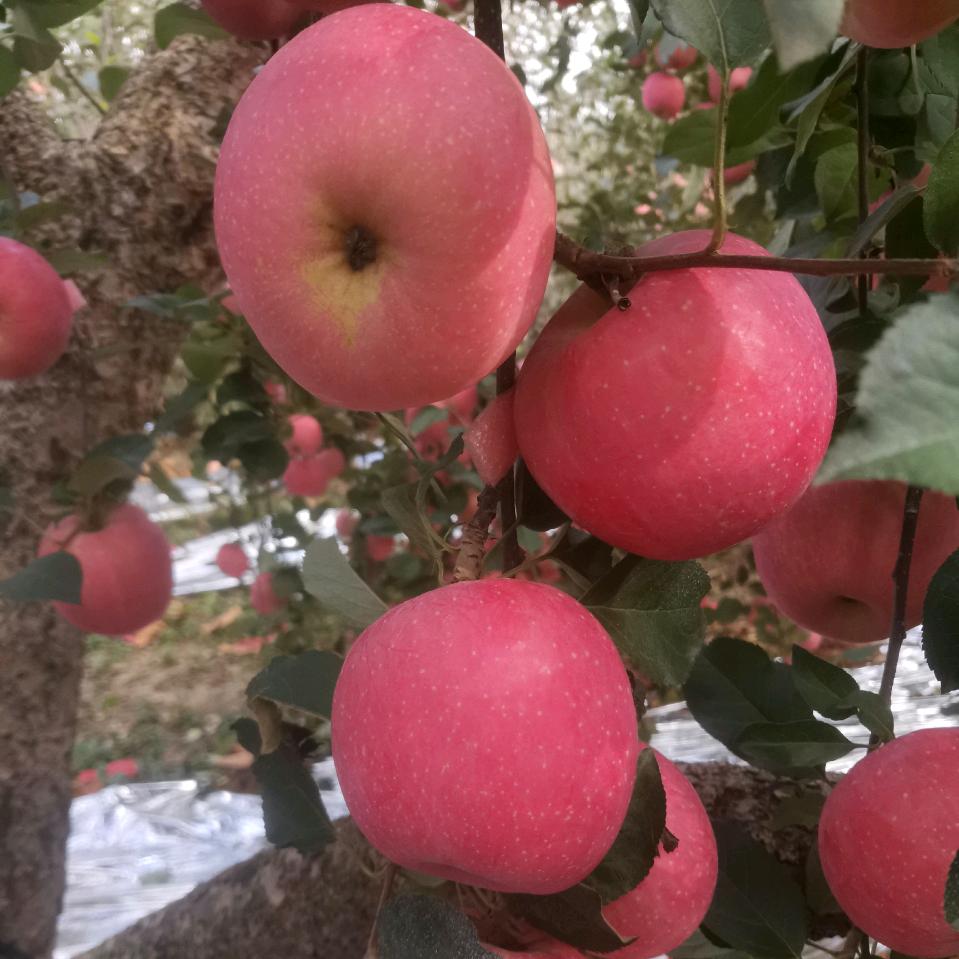 🍎平安喜乐🌹
