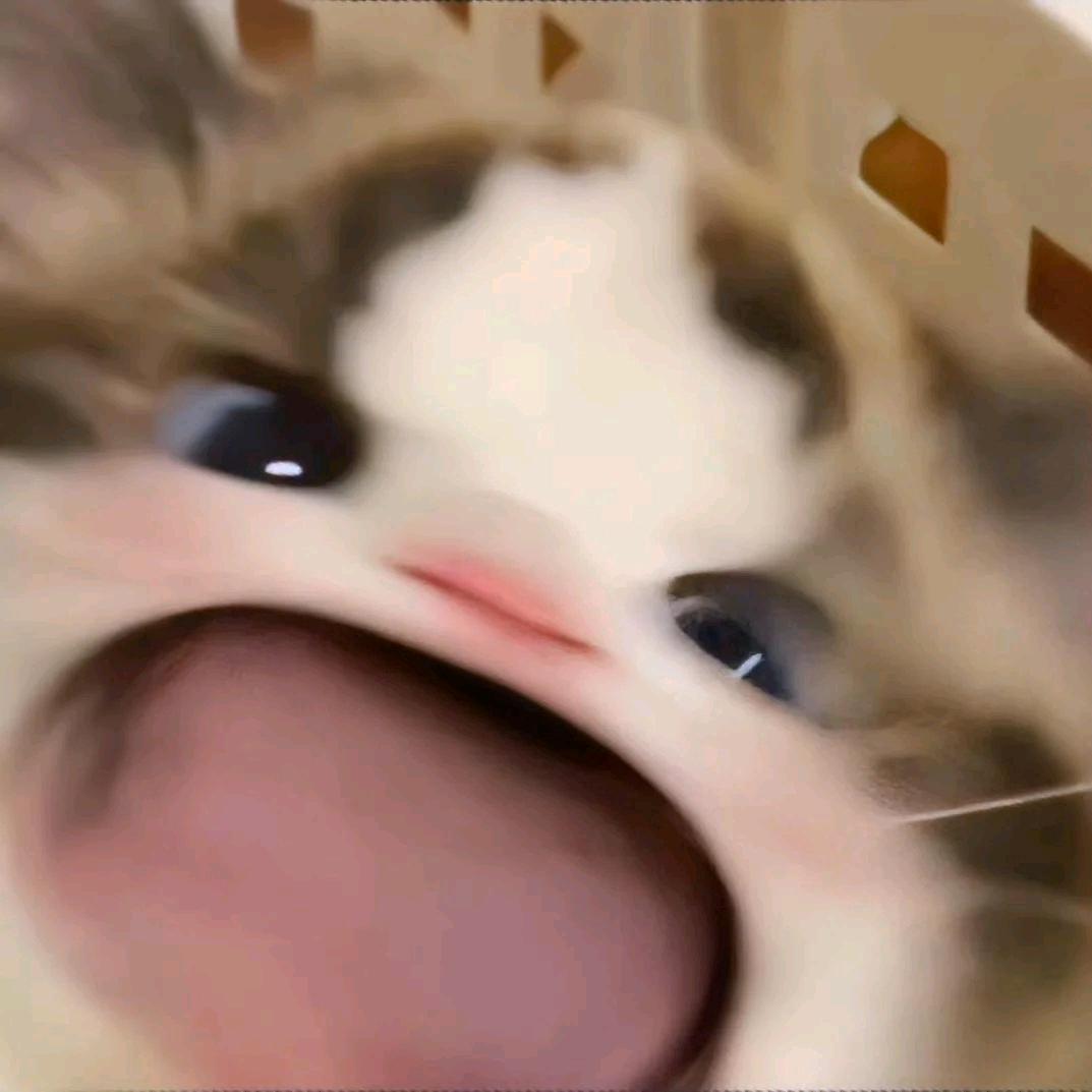 猪猪最可爱